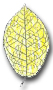 Birch