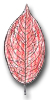 Dogwood