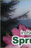 Blue Ridge Mountains Cabin Rentals
