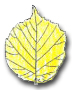 Poplar