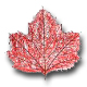 Red Maple