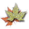 Sugar Maple