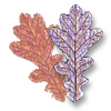 White Oak